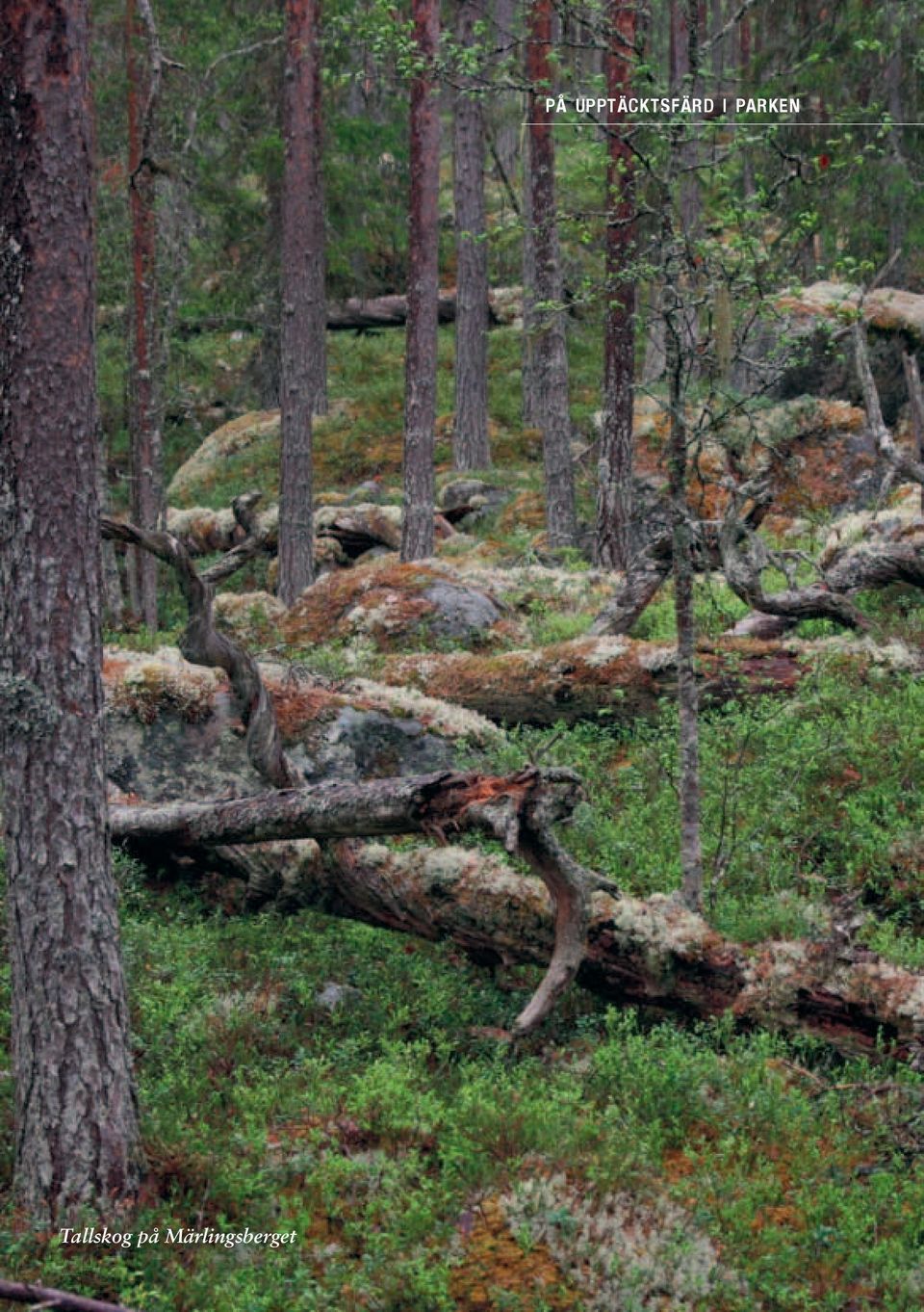 Märlingsberget SCA