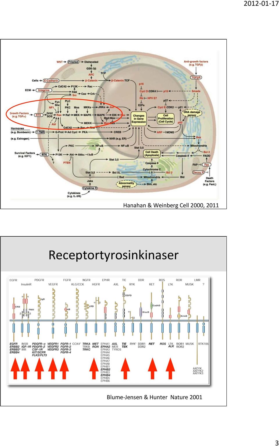 Receptortyrosinkinaser