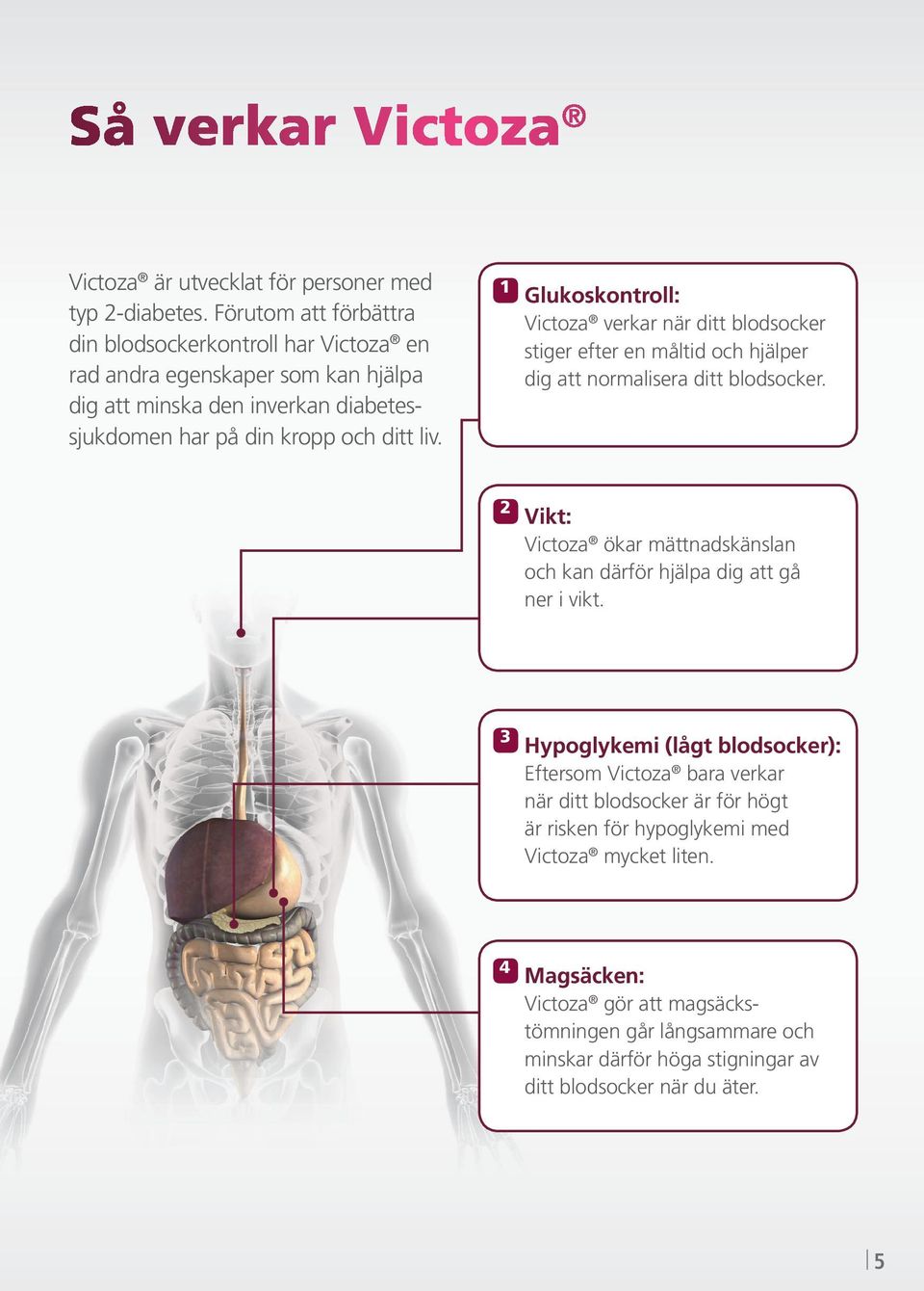 1 Glukoskontroll: Victoza verkar när ditt blodsocker stiger efter en måltid och hjälper dig att normalisera ditt blodsocker.