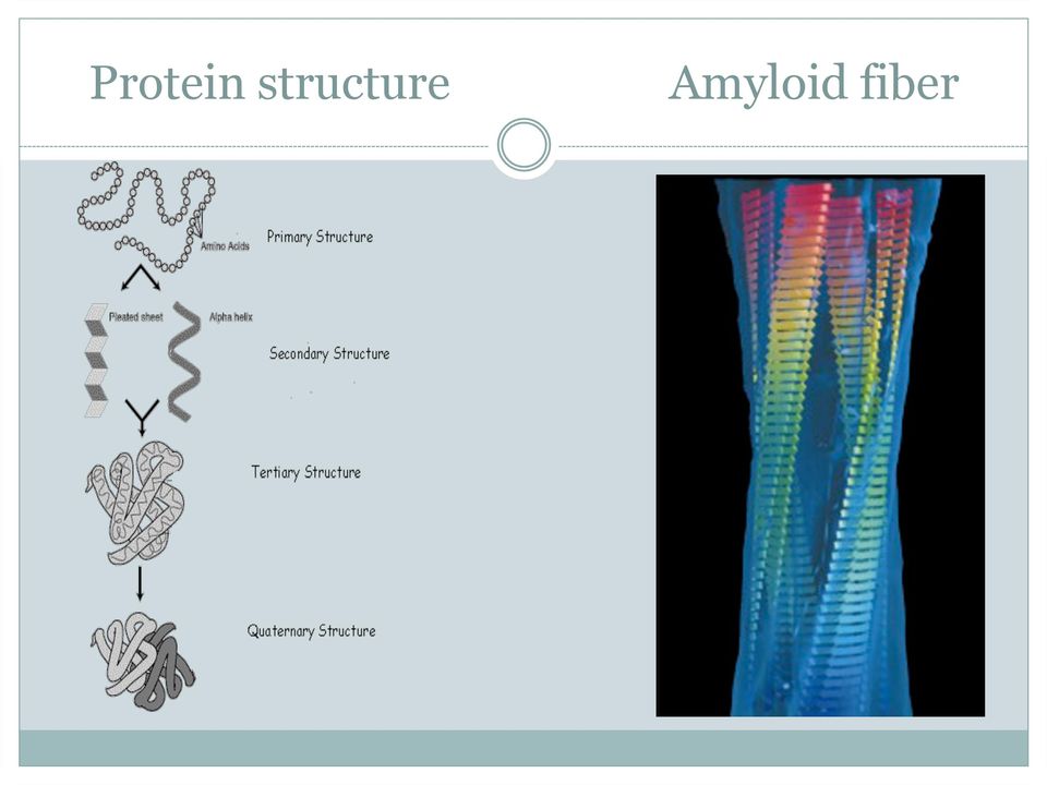 Amyloid