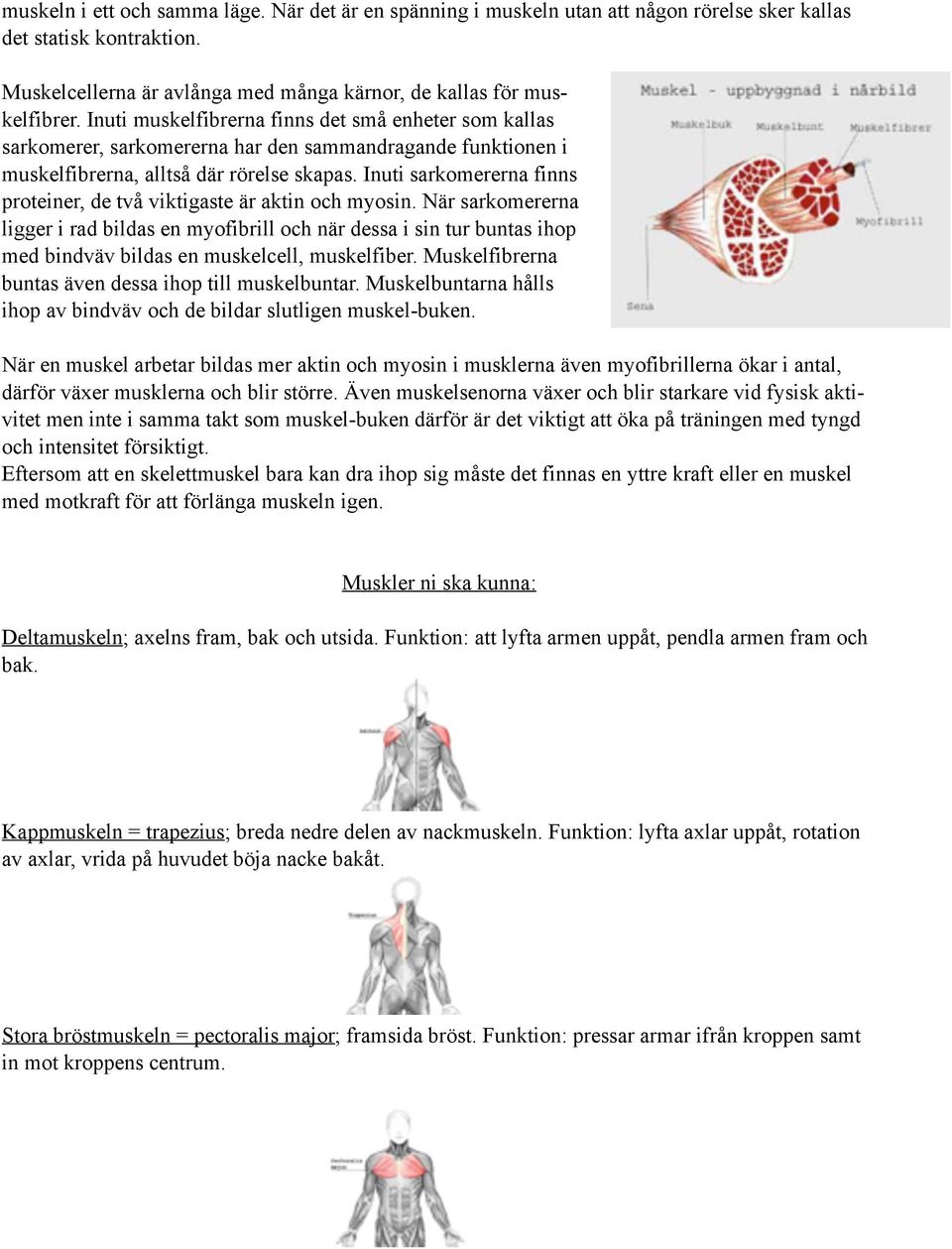 Inuti sarkomererna finns proteiner, de två viktigaste är aktin och myosin.