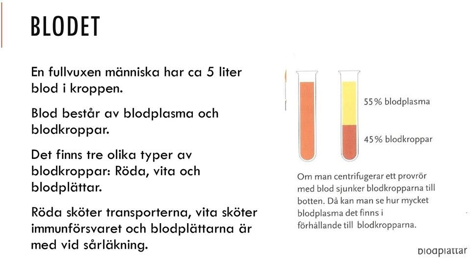 Det finns tre olika typer av blodkroppar: Röda, vita och