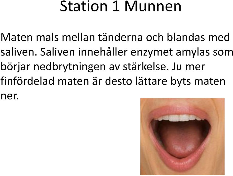 Saliven innehåller enzymet amylas som börjar