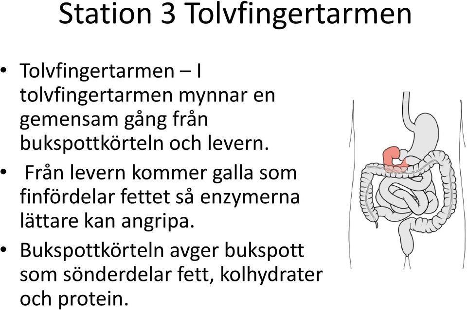 Från levern kommer galla som finfördelar fettet så enzymerna lättare