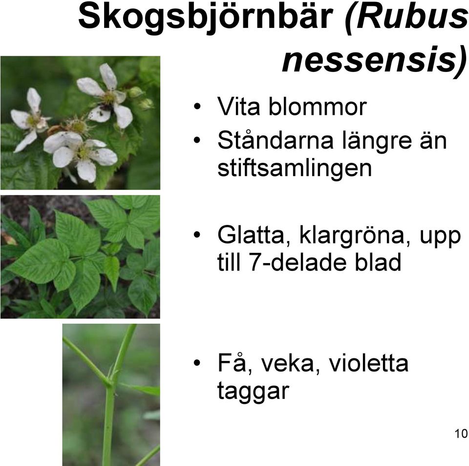 stiftsamlingen Glatta, klargröna, upp