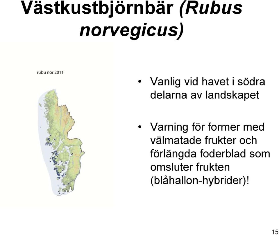 former med välmatade frukter och förlängda