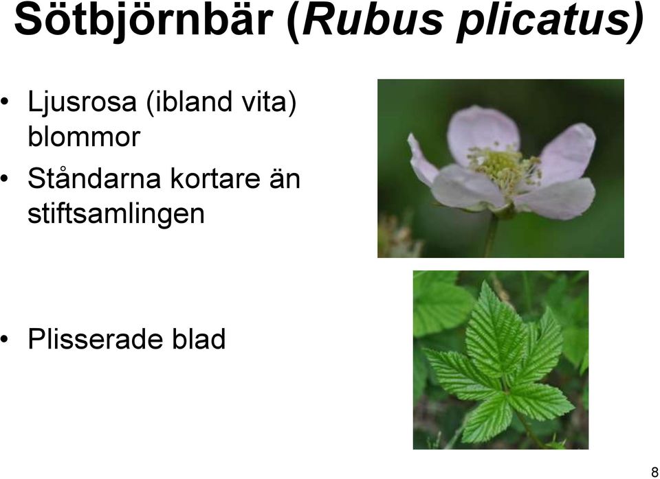 blommor Ståndarna kortare än