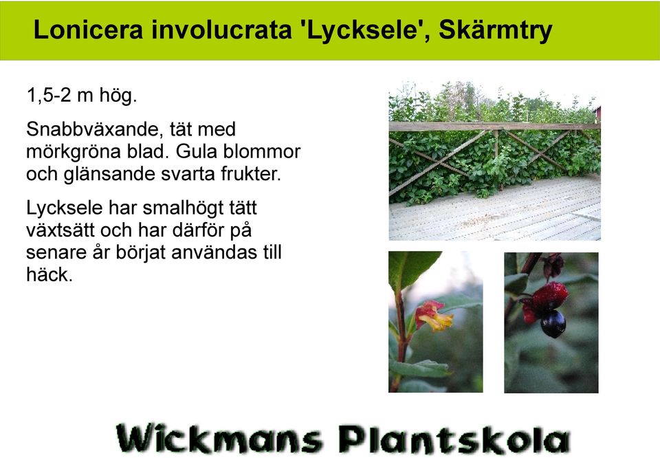 Gula blommor och glänsande svarta frukter.