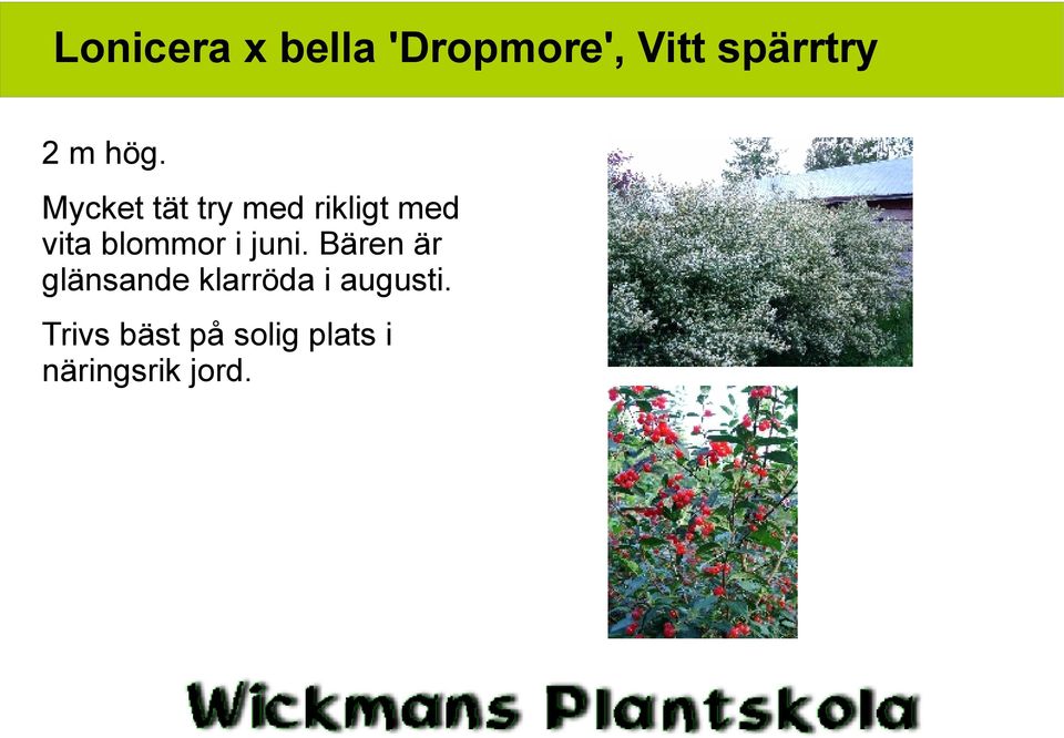 blommor i juni.