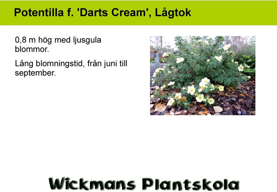 hög med ljusgula blommor.