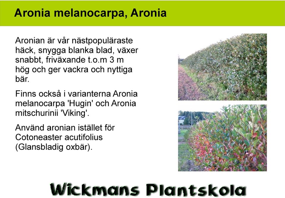 Finns också i varianterna Aronia melanocarpa 'Hugin' och Aronia mitschurinii