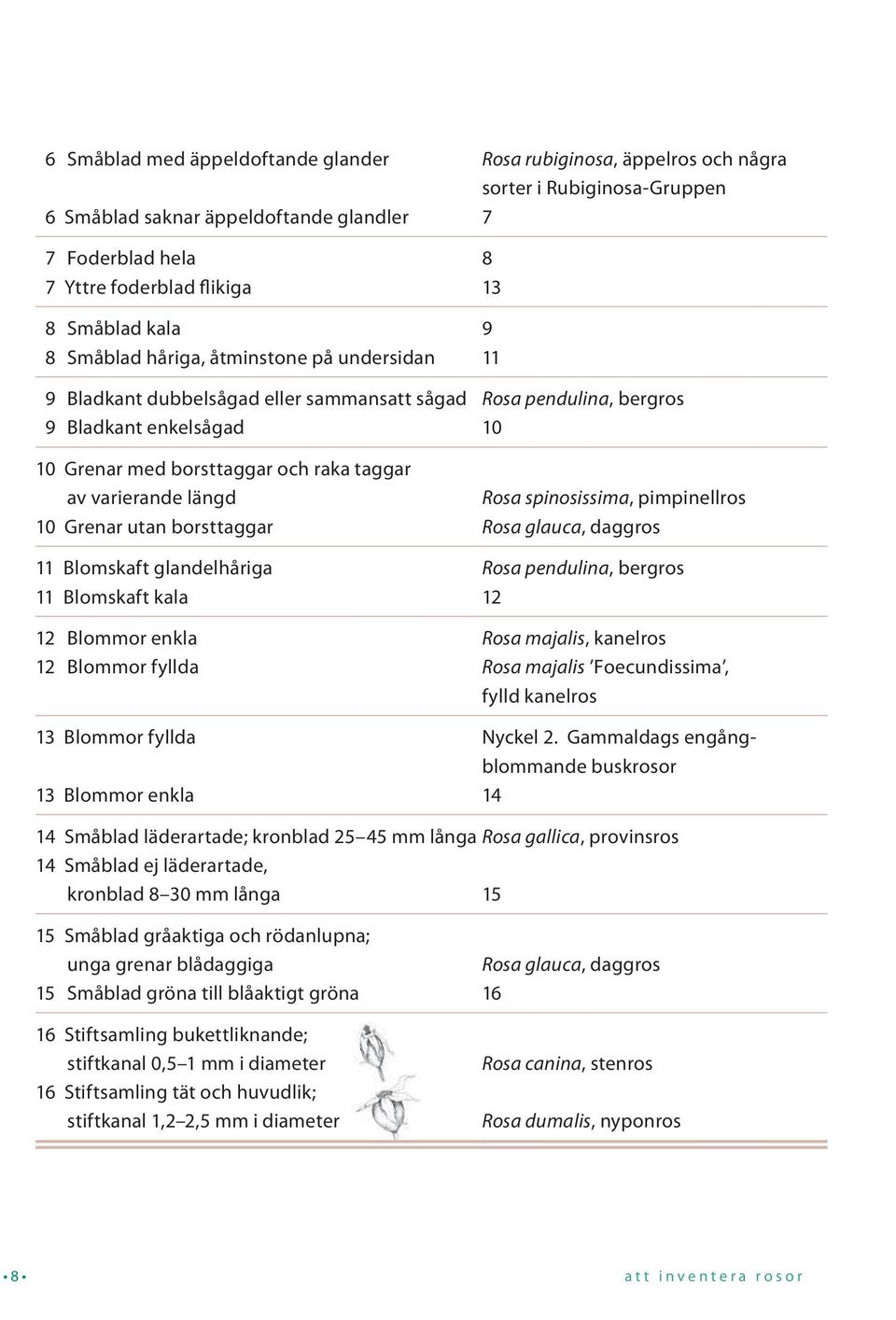 Blommor fyllda 13 Blommor fyllda 13 Blommor enkla Rosa rubiginosa, äppelros och några sorter i Rubiginosa-Gruppen 7 8 13 9 11 Rosa pendulina, bergros 10 Rosa spinosissima, pimpinellros Rosa glauca,