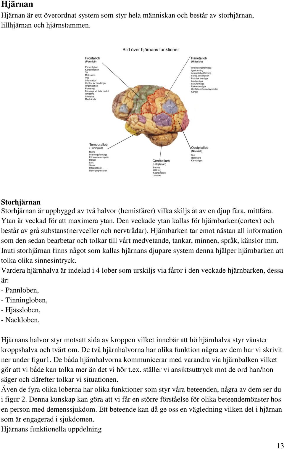 Den veckade ytan kallas för hjärnbarken(cortex) och består av grå substans(nervceller och nervtrådar).