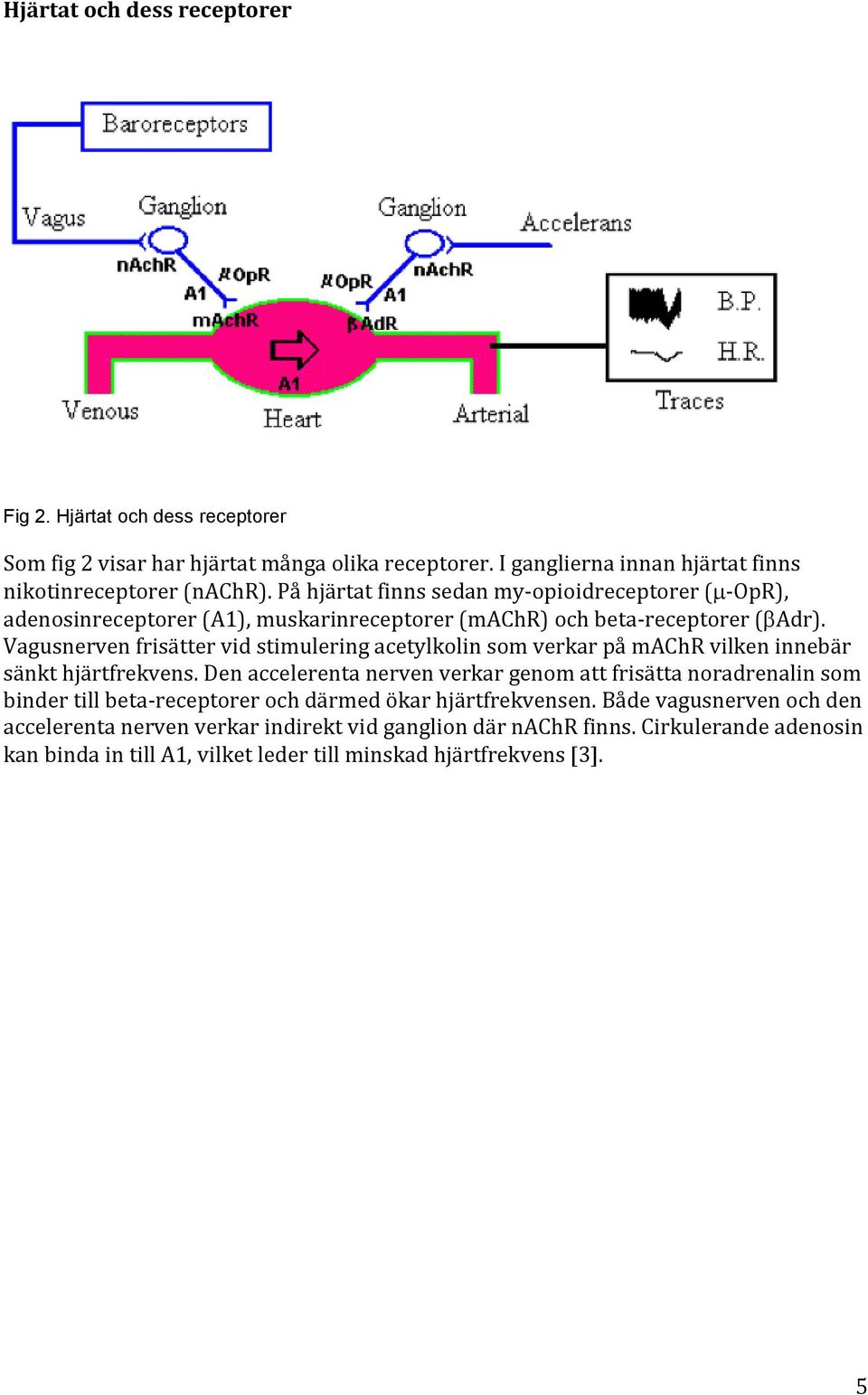 Vagusnerven frisätter vid stimulering acetylkolin som verkar på machr vilken innebär sänkt hjärtfrekvens.