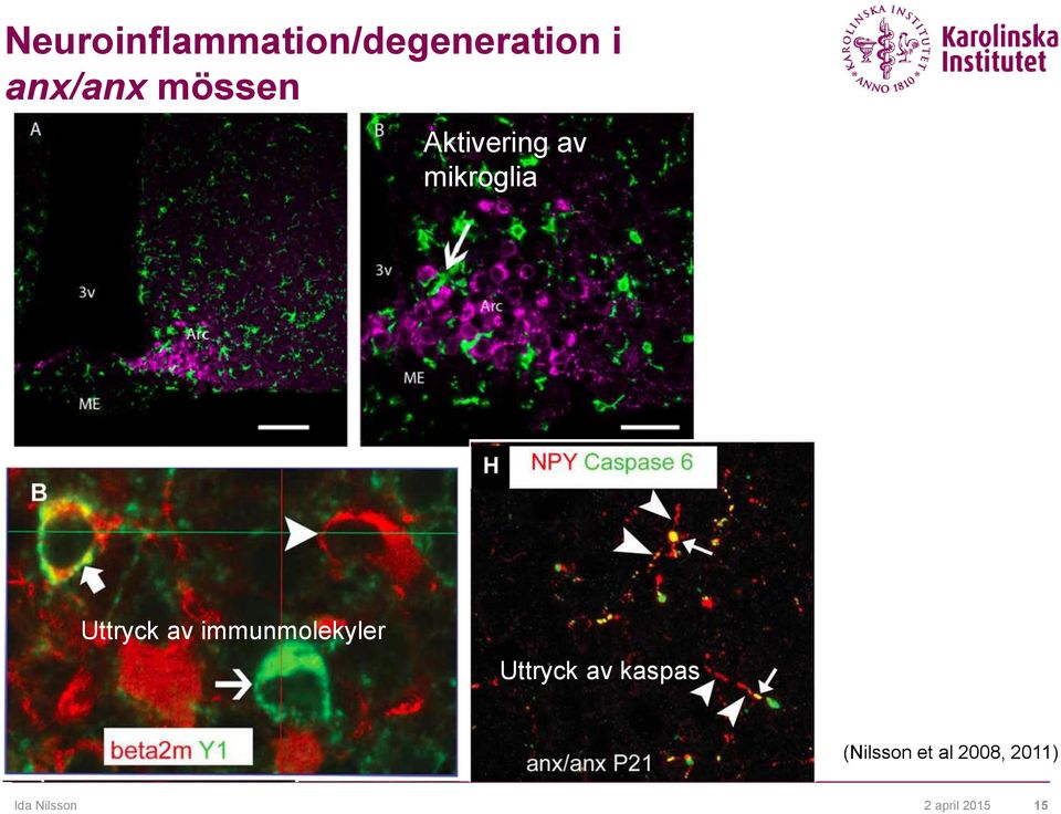 immunmolekyler Uttryck av kaspas (Nilsson