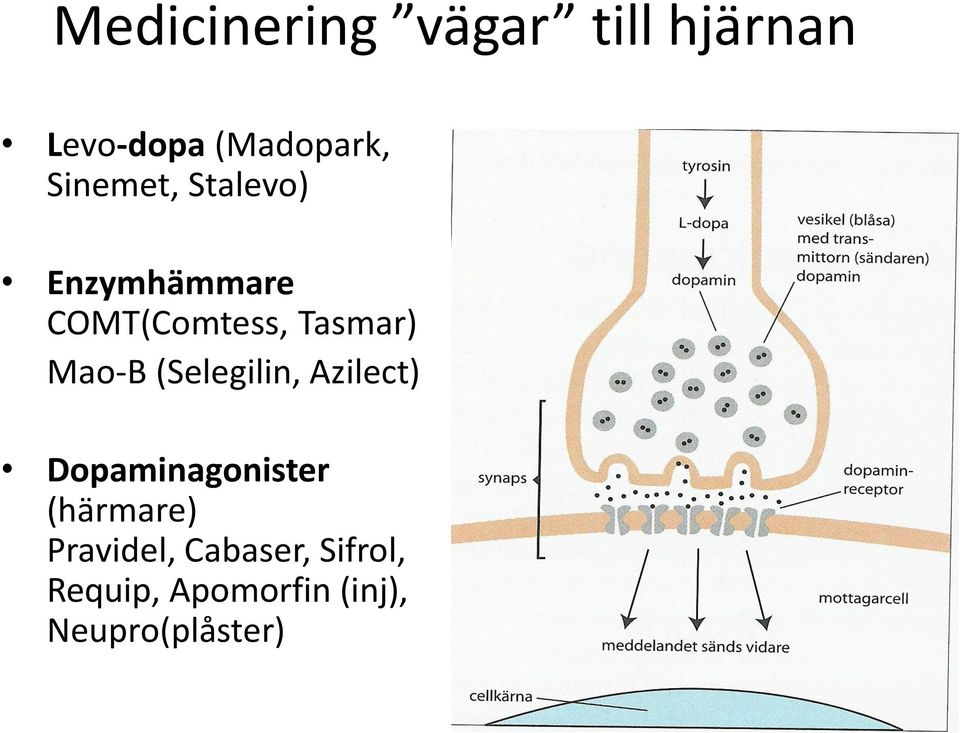 Mao-B (Selegilin, Azilect) Dopaminagonister (härmare)