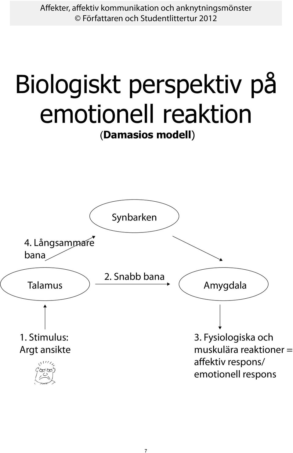 Snabb bana Amygdala 1. Stimulus: Argt ansikte 3.