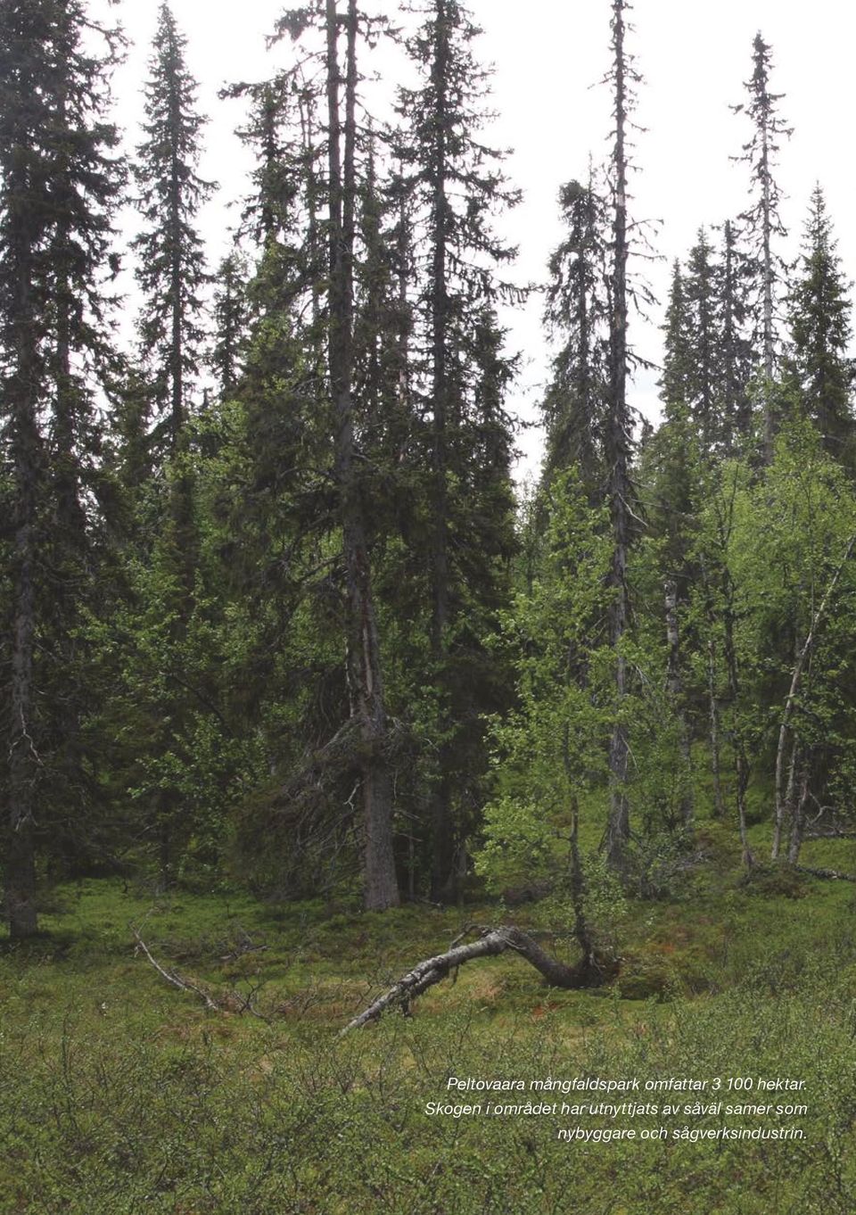 Skogen i området har utnyttjats av såväl