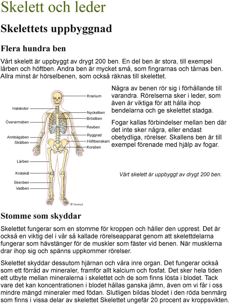 Rörelserna sker i leder, som även är viktiga för att hålla ihop bendelarna och ge skelettet stadga. Fogar kallas förbindelser mellan ben där det inte sker några, eller endast obetydliga, rörelser.