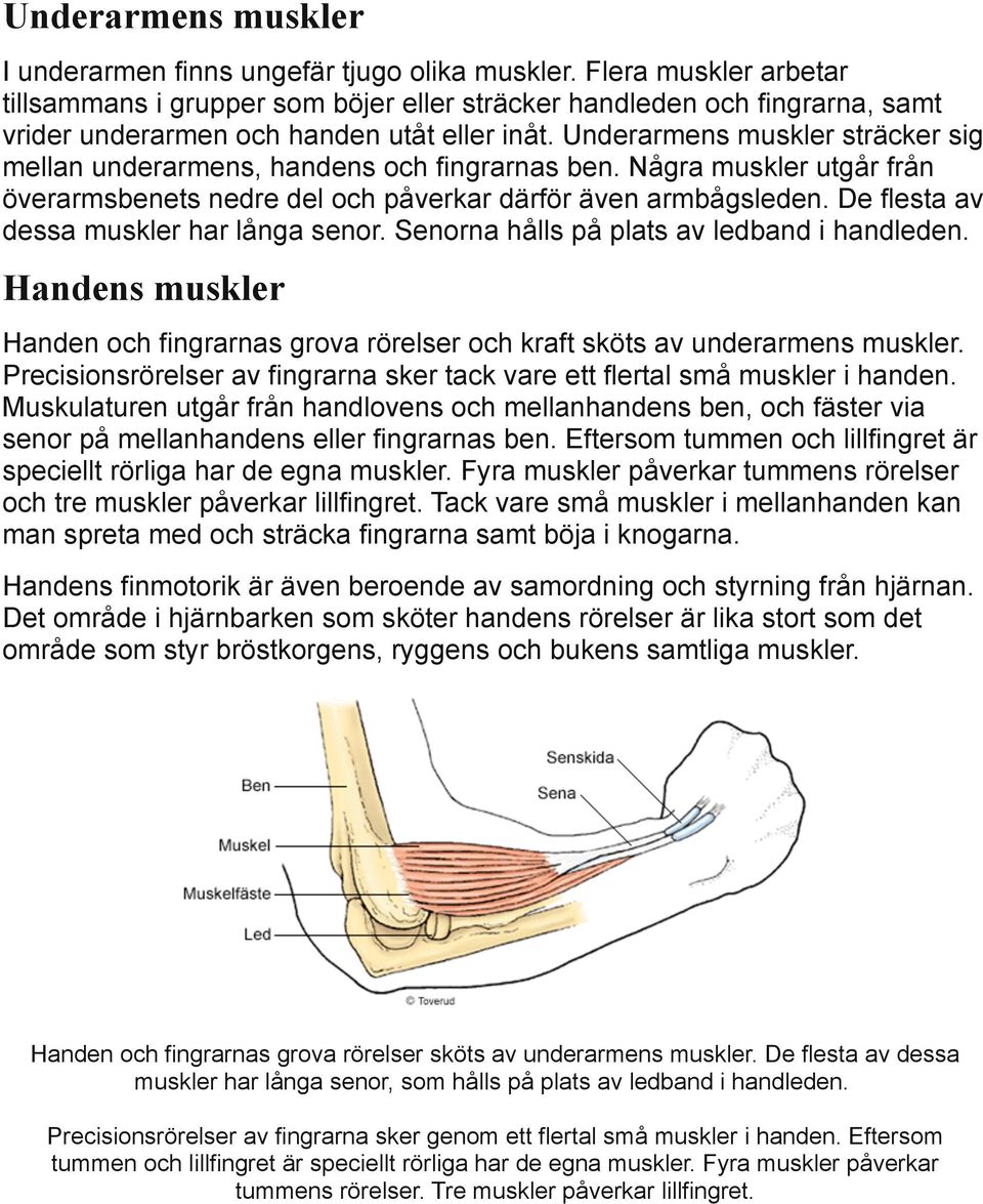 Underarmens muskler sträcker sig mellan underarmens, handens och fingrarnas ben. Några muskler utgår från överarmsbenets nedre del och påverkar därför även armbågsleden.