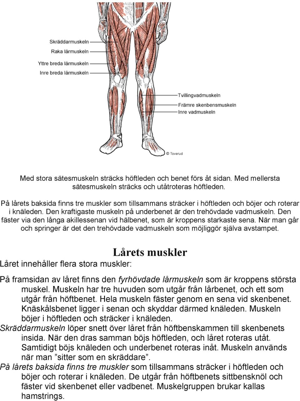 Den fäster via den långa akillessenan vid hälbenet, som är kroppens starkaste sena. När man går och springer är det den trehövdade vadmuskeln som möjliggör själva avstampet.