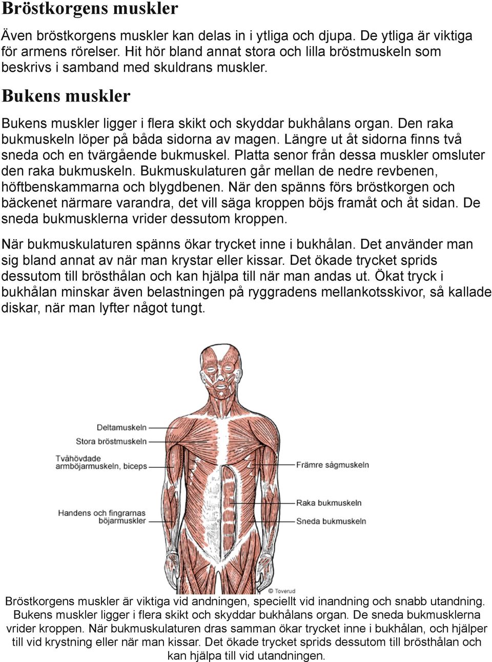 Den raka bukmuskeln löper på båda sidorna av magen. Längre ut åt sidorna finns två sneda och en tvärgående bukmuskel. Platta senor från dessa muskler omsluter den raka bukmuskeln.