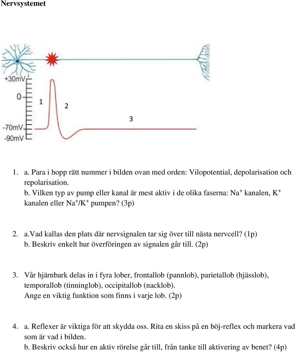 Vår hjärnbark delas in i fyra lober, frontallob (pannlob), parietallob (hjässlob), temporallob (tinninglob), occipitallob (nacklob). Ange en viktig funktion som finns i varje lob. (2p) 4. a.