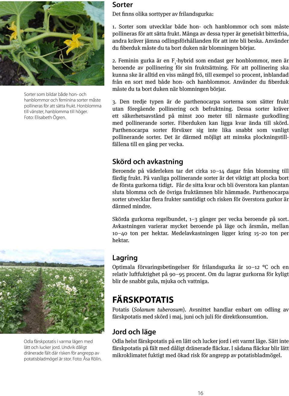 Sorter som bildar både hon- och hanblommor och feminina sorter måste pollineras för att sätta frukt. Honblomma till vänster, hanblomma till höger. 2.