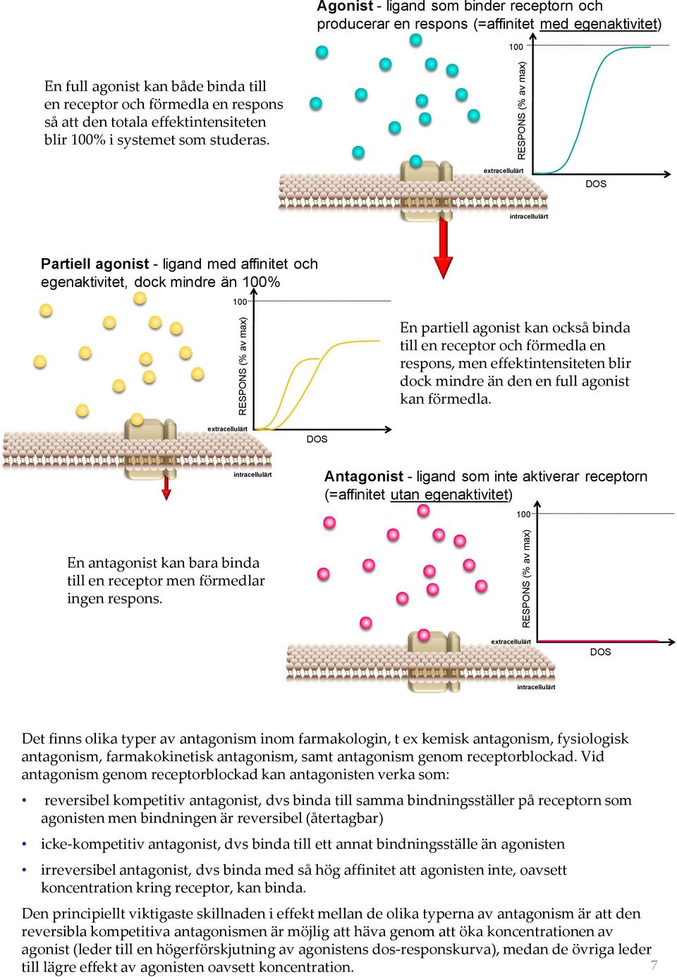 extracellulärt DOS intracellulärt Partiell agonist - ligand med affinitet och egenaktivitet, dock mindre än 100% RESPONS (% av max) 100 En partiell agonist kan också binda till en receptor och