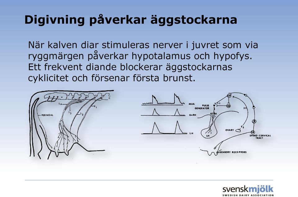 påverkar hypotalamus och hypofys.