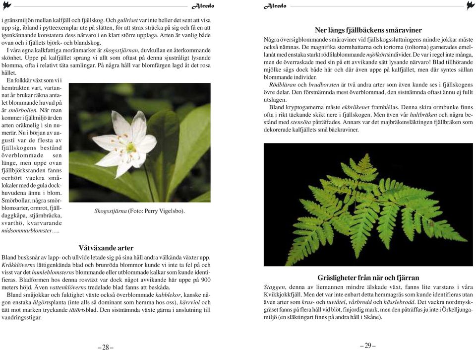 upplaga. Arten är vanlig både ovan och i fjällets björk- och blandskog. I våra egna kalkfattiga moränmarker är skogsstjärnan, duvkullan en återkommande skönhet.