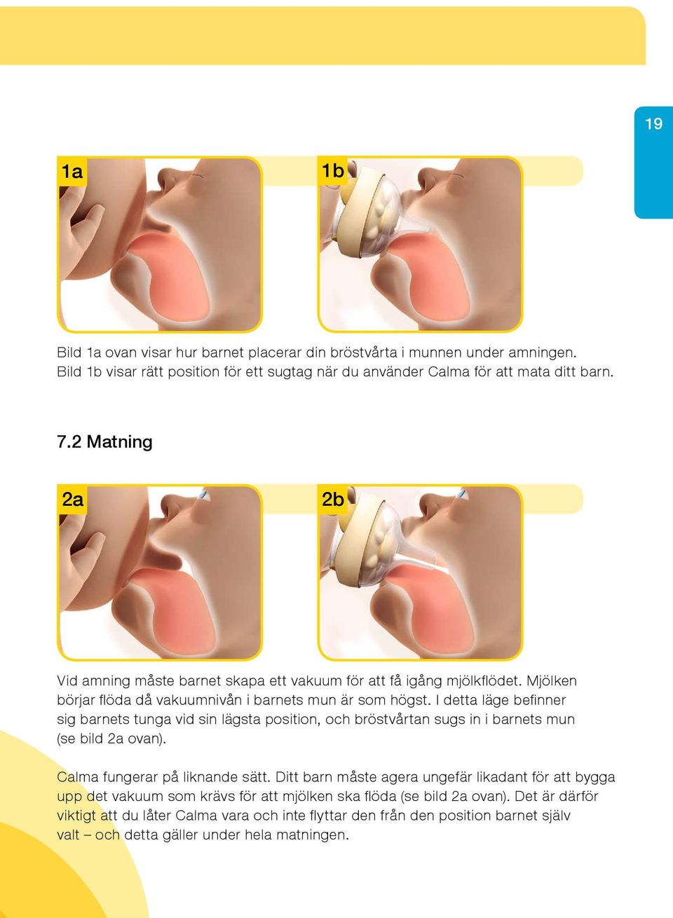 I detta läge befinner sig barnets tunga vid sin lägsta position, och bröstvårtan sugs in i barnets mun (se bild 2a ovan). Calma fungerar på liknande sätt.