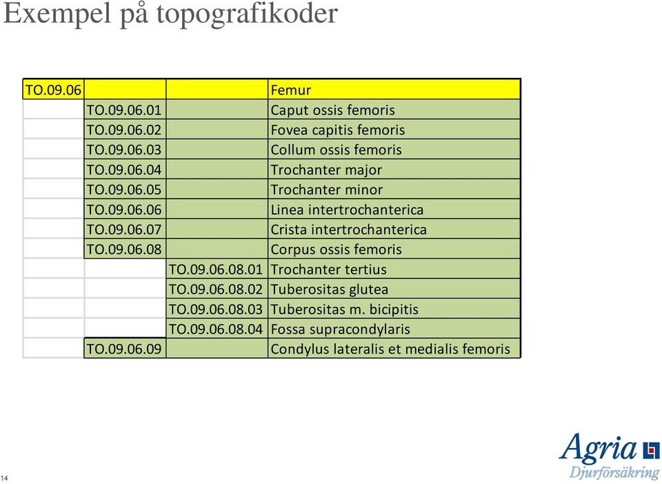 09 Femur Caput ossis femoris Fovea capitis femoris Collum ossis femoris Trochanter major Trochanter minor Linea