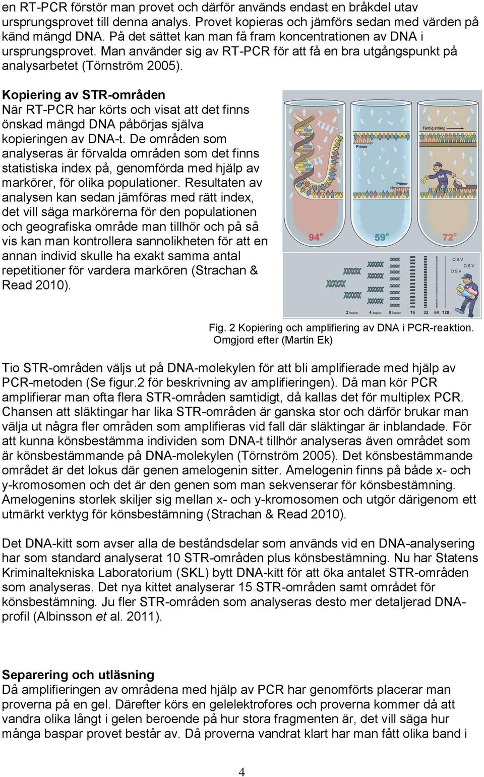 Kopiering av STR-områden När RT-PCR har körts och visat att det finns önskad mängd DNA påbörjas själva kopieringen av DNA-t.