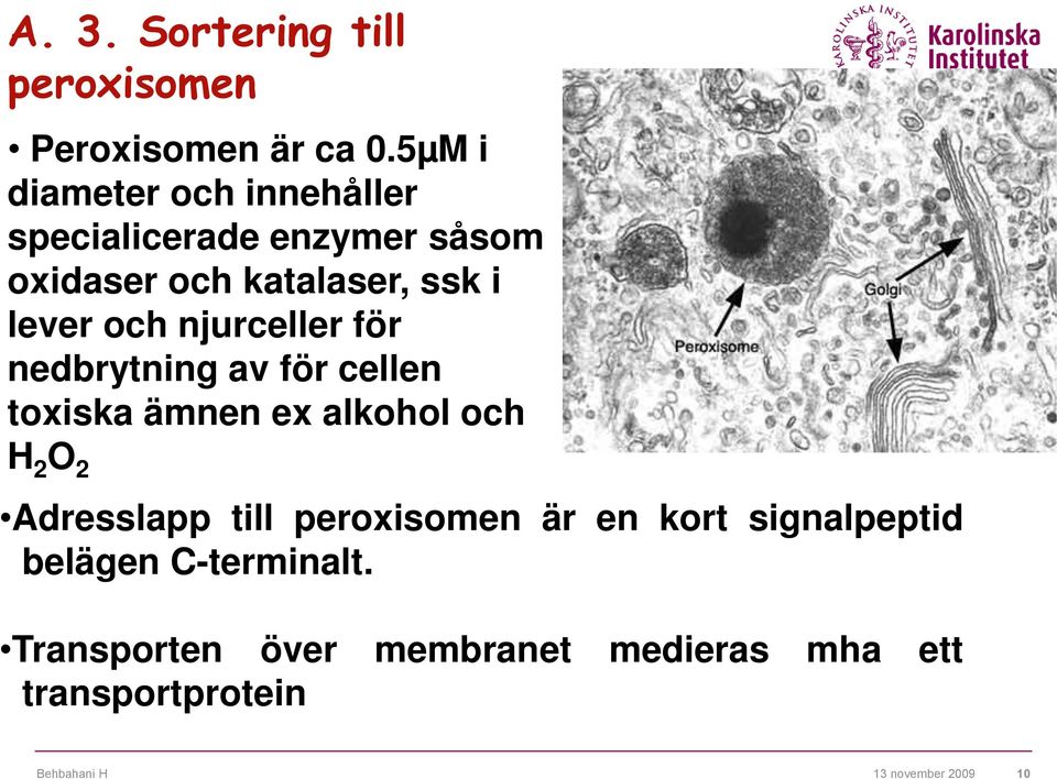 lever och njurceller för nedbrytning av för cellen toxiska ämnen ex alkohol och H 2 O 2