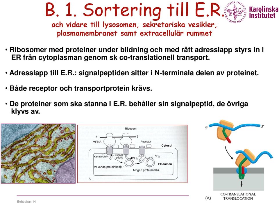proteiner under bildning och med rätt adresslapp styrs in i ER från cytoplasman genom sk co-translationell