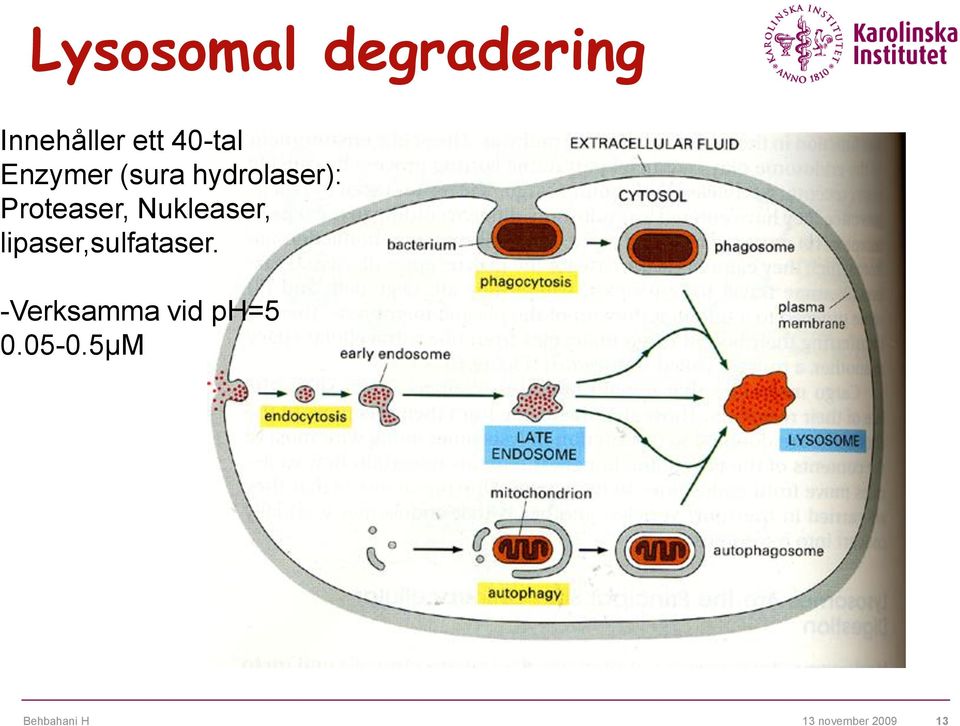 Proteaser, Nukleaser,