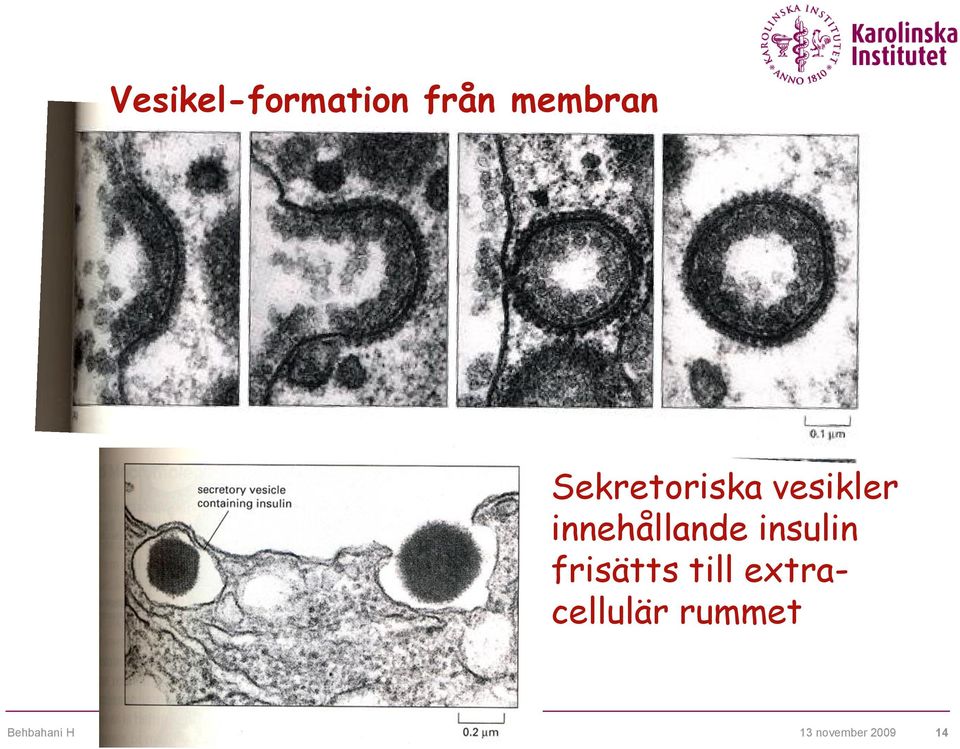vesikler innehållande