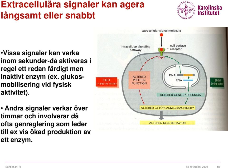 glukosmobilisering vid fysisk aktivitet).