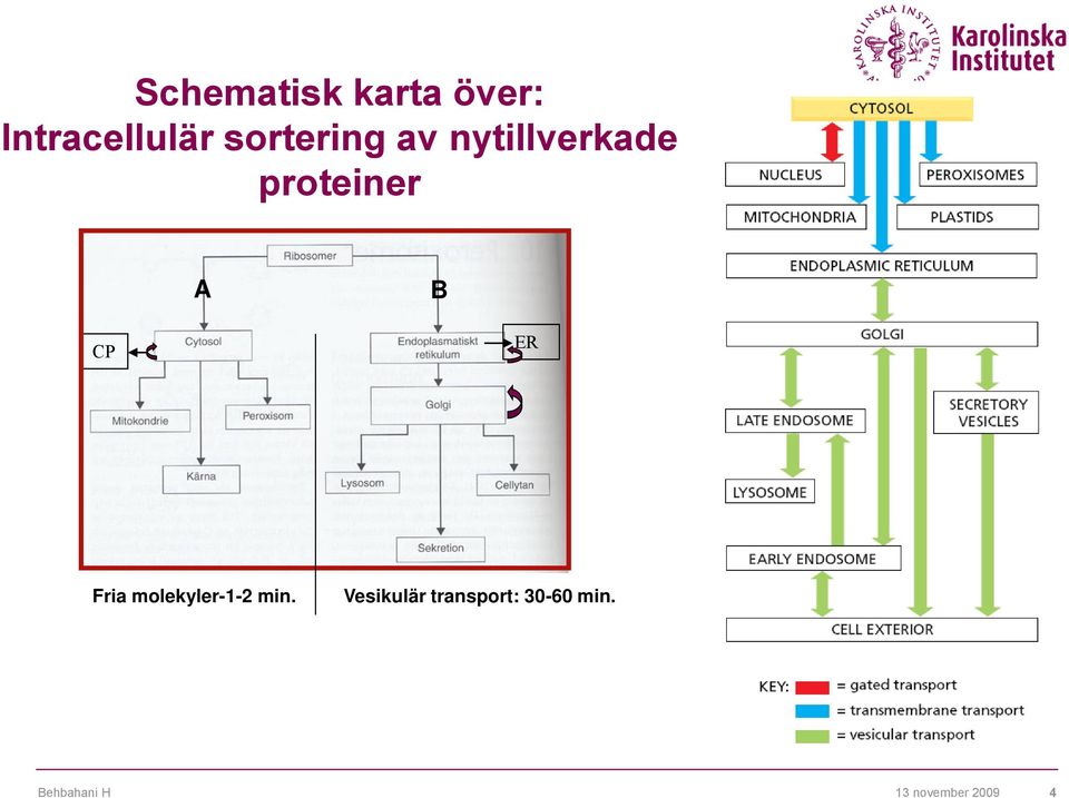 nytillverkade proteiner A B CP ER