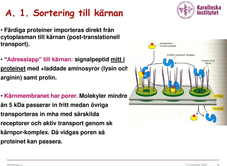 Adresslapp till kärnan: signalpeptid mitt i proteinet med +laddade aminosyror (lysin och arginin) samt prolin.