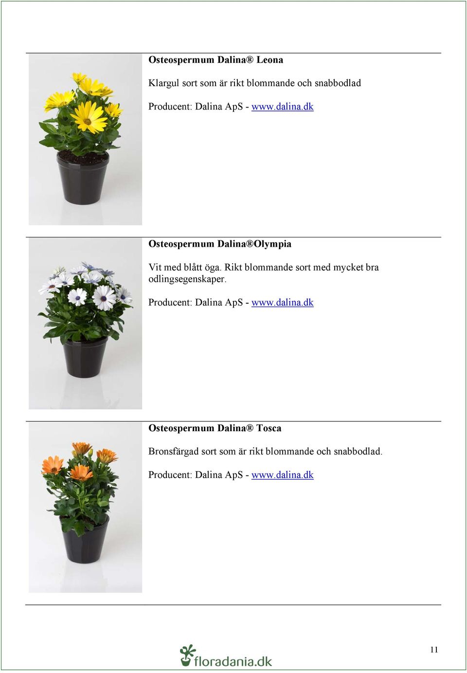 Rikt blommande sort med mycket bra odlingsegenskaper. Producent: Dalina ApS - www.dalina.