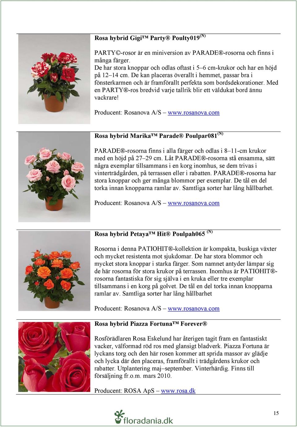 Producent: Rosanova A/S www.rosanova.com Rosa hybrid Marika Parade Poulpar081 (N) PARADE -rosorna finns i alla färger och odlas i 8 11-cm krukor med en höjd på 27 29 cm.