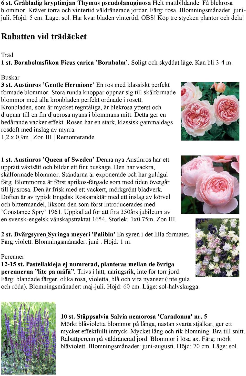 Buskar 3 st. Austinros Gentle Hermione En ros med klassiskt perfekt formade blommor. Stora runda knoppar öppnar sig till skålformade blommor med alla kronbladen perfekt ordnade i rosett.