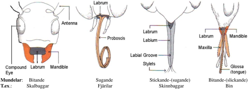 Bitande-(slickande) T.ex.