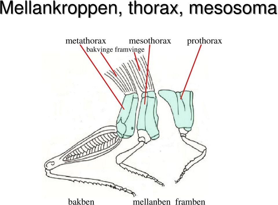 mesothorax prothorax