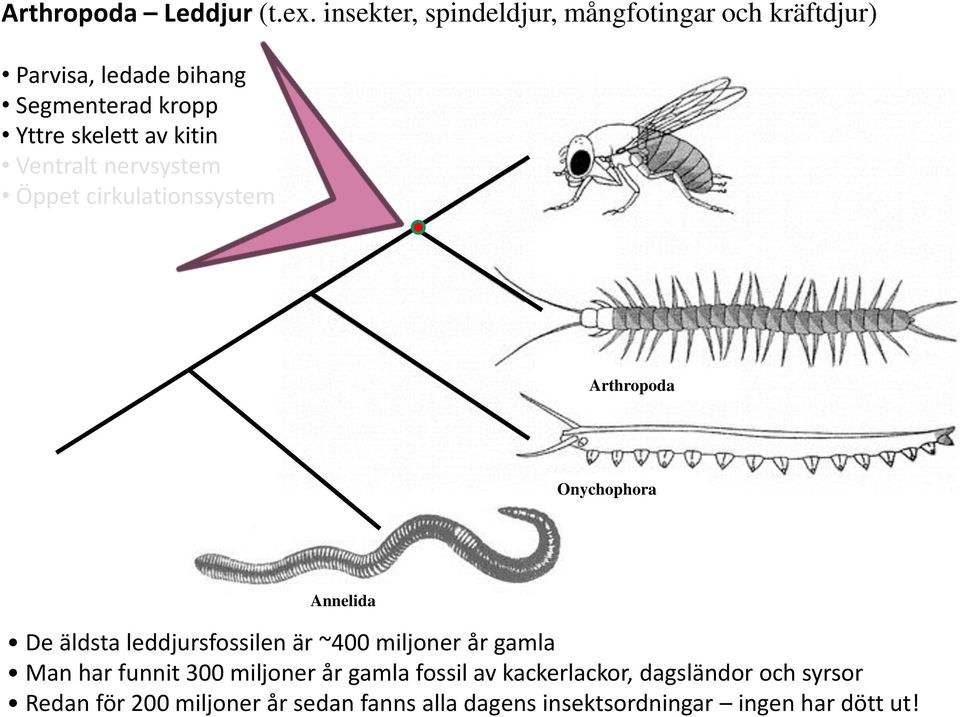 kitin Ventralt nervsystem Öppet cirkulationssystem Arthropoda Onychophora Annelida De äldsta leddjursfossilen