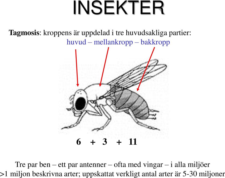 ett par antenner ofta med vingar i alla miljöer >1 miljon