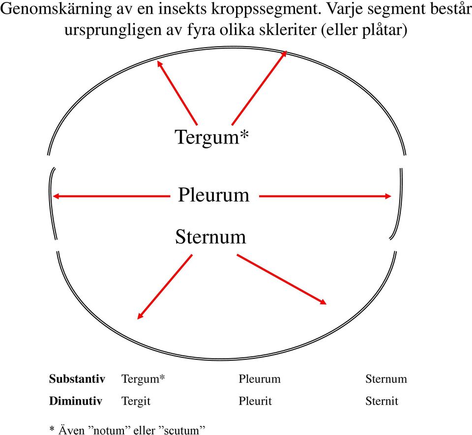 (eller plåtar) Tergum* Pleurum Sternum Substantiv Tergum*