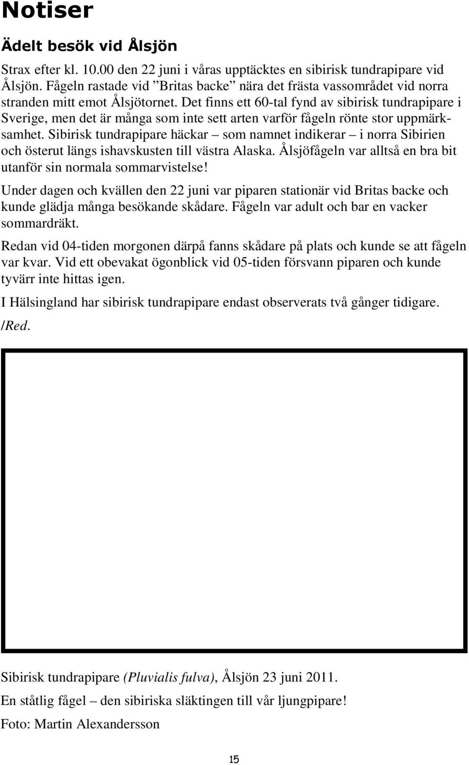 Det finns ett 60-tal fynd av sibirisk tundrapipare i Sverige, men det är många som inte sett arten varför fågeln rönte stor uppmärksamhet.